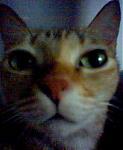kittylyx's Avatar