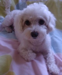 xiaodoggie's Avatar