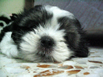 oreos's Avatar